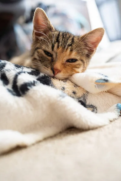 Seekor kucing kecil tertidur di atas selimut favoritnya di rumah. Kucing memiliki mata tertutup dan telinga menonjol. — Stok Foto
