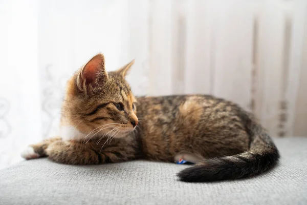 La gatita está tumbada en el suelo y mira a su alrededor como si algo hubiera cambiado mientras dormía. El gatito tiene los ojos suavemente cerrados y está observando los alrededores. —  Fotos de Stock