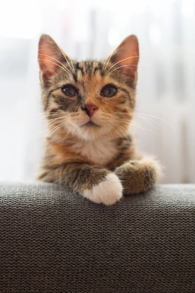 Retrato de um gatinho doméstico sentado educadamente em uma poltrona macia. Kocica observa o quarto de cima. — Fotografia de Stock