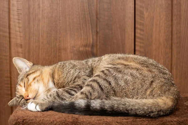 Un pequeño gatito duerme en casa sobre su manta con las patas extendidas. El gato tiene los ojos cerrados y las orejas salientes. —  Fotos de Stock