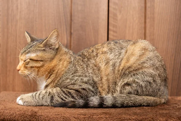 Un pequeño gatito duerme en casa sobre su manta con las patas extendidas. El gato tiene los ojos cerrados y las orejas salientes. —  Fotos de Stock