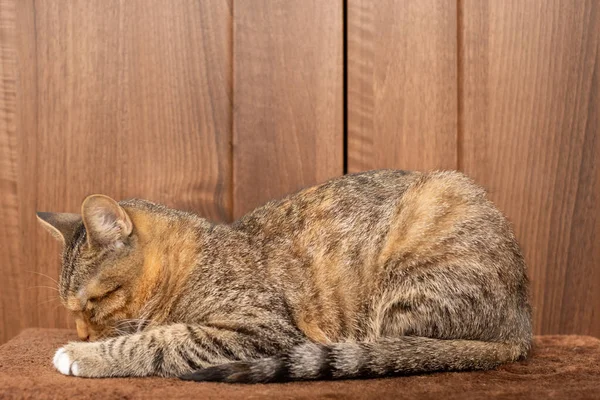 Un pequeño gatito duerme en casa sobre su manta con las patas extendidas. El gato tiene los ojos cerrados y las orejas salientes. — Foto de Stock
