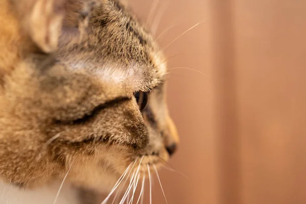 Una vista lateral de cerca de la cabeza de los gatos que está mirando hacia adelante. Kocica observa la habitación desde arriba. El gato tiene los ojos abiertos y las orejas salientes. —  Fotos de Stock