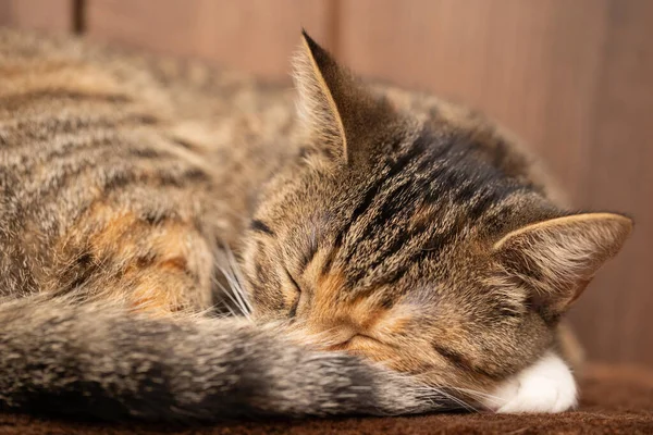 새끼 고양이 한 마리가 양 쪽발로 담요를 덮고 집에서 잠을 잡니다. 고양이는 눈을 감고 귀를 내밀고 있다. — 스톡 사진
