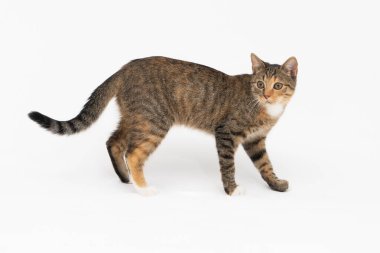 Kedi beyaz arka planda yürüyor. Çok ırklı dişi kedi. Genç dişi kedi dosdoğru yürür ve uzun bir kuyruğu ve sivri kulakları vardır..