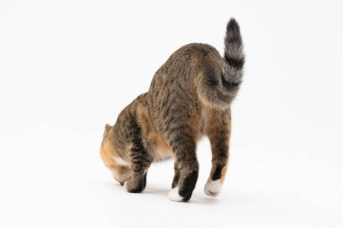 Kedi yeni bir koku aldı ve onu iyi hatırlamak için iyice koklamaya karar verdi. Kedi en sevdiği yiyeceklere giden bir yol hissetti..