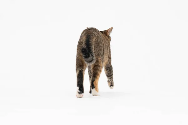 Cat está andando sobre um fundo branco. A gata multirracial. O gato fêmea jovem caminha em frente e tem uma cauda longa e orelhas pontiagudas. — Fotografia de Stock