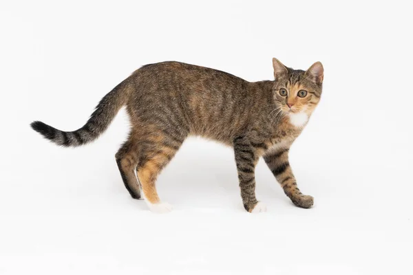 Katze läuft auf weißem Hintergrund. Die multirassische Katze. Die junge Katze geht geradeaus und hat einen langen Schwanz und spitze Ohren. — Stockfoto