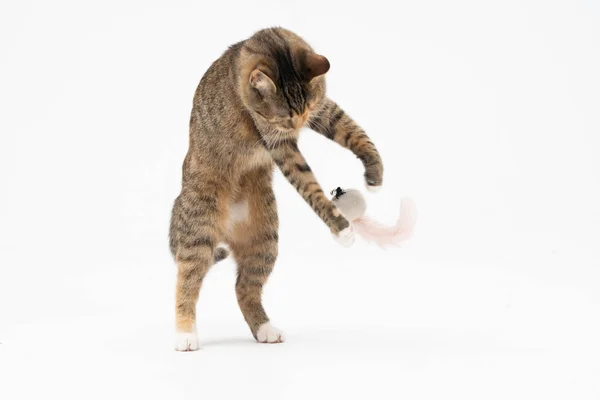 El gato juega, salta y se para sobre sus dos patas traseras. Mientras juega, el gato equilibra su cuerpo para mantener el equilibrio. —  Fotos de Stock