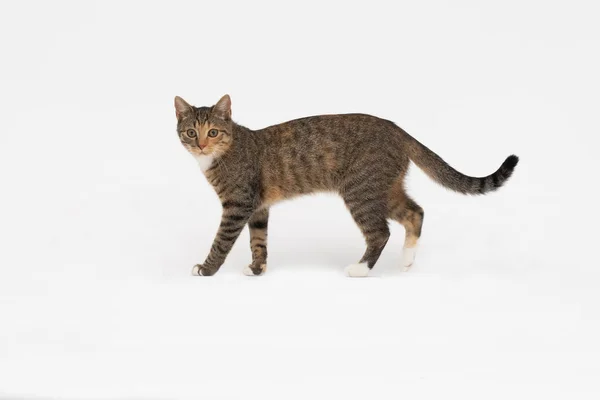 Cat está andando sobre um fundo branco. A gata multirracial. O gato fêmea jovem caminha em frente e tem uma cauda longa e orelhas pontiagudas. — Fotografia de Stock