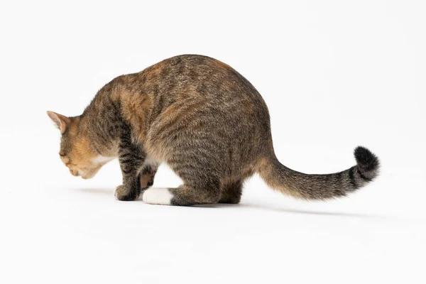 Die Katze roch einen neuen Geruch und beschloss, ihn gründlich zu riechen, um sich gut daran zu erinnern. Die Katze fühlte sich zu ihren Lieblingsleckereien geführt. — Stockfoto