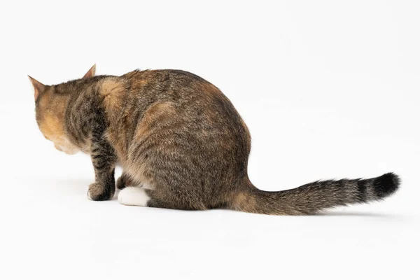 Le chat a senti un nouveau parfum et a décidé de le sentir à fond pour bien s'en souvenir. Le chat a senti une avance à ses friandises préférées. — Photo