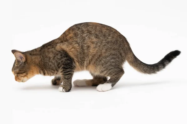 Il gatto annusò un nuovo profumo e decise di annusarlo accuratamente per ricordarlo bene. Il gatto ha sentito un vantaggio per le sue prelibatezze preferite. — Foto Stock