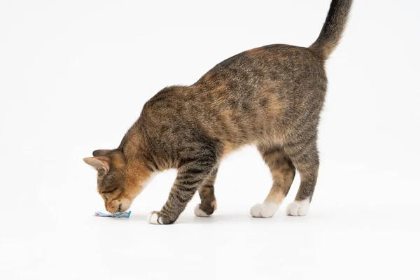 El gato olía un nuevo aroma y decidió olerlo bien para recordarlo bien. El gato sintió una ventaja a sus golosinas favoritas. — Foto de Stock