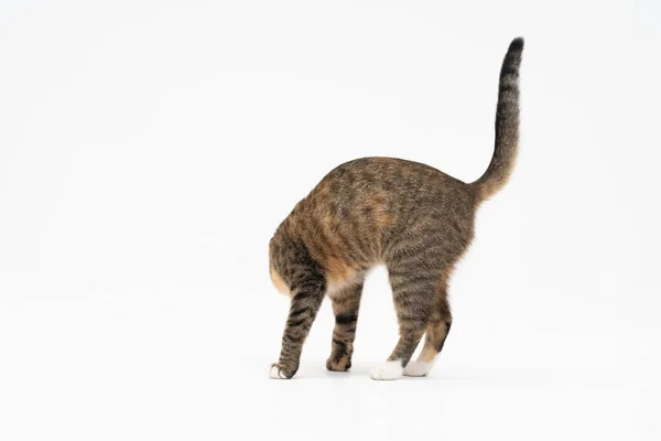 De kat rook een nieuwe geur en besloot het grondig te ruiken om het goed te onthouden. De kat voelde een spoor naar zijn favoriete lekkernijen. — Stockfoto