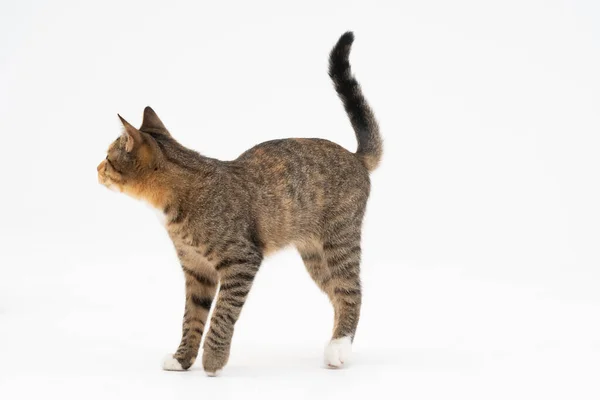 Cat está andando sobre um fundo branco. A gata multirracial. O gato fêmea jovem caminha em frente e tem uma cauda longa e orelhas pontiagudas. — Fotografia de Stock