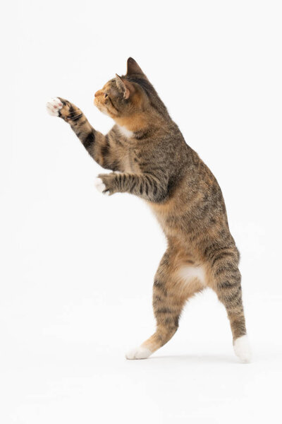 The cat plays, jumps up and stands on its two hind legs. While playing, the cat balances its body to maintain balance.