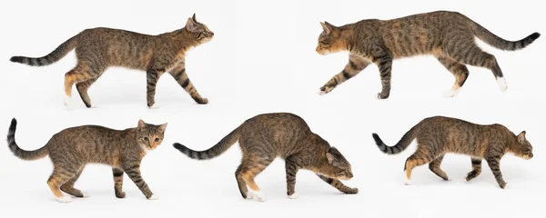 Mehrere Katzenpositionen beim freien Gehen und Spielen und Schnuppern auf weißem Hintergrund. Sie-Katze multirassisch. Die junge Katze hat einen langen Schwanz und spitze Ohren. Panoramarahmen. — Stockfoto