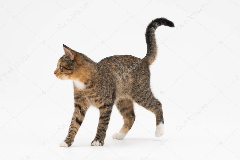 Cat is walking on a white background. The multiracial female cat. The young female cat walks straight ahead and has a long tail and pointed ears.