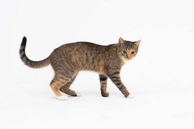 Kedi beyaz arka planda yürüyor. Çok ırklı dişi kedi. Genç dişi kedi dosdoğru yürür ve uzun bir kuyruğu ve sivri kulakları vardır..