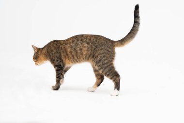 Kedi beyaz arka planda yürüyor. Çok ırklı dişi kedi. Genç dişi kedi dosdoğru yürür ve uzun bir kuyruğu ve sivri kulakları vardır..