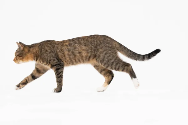 Cat está andando sobre um fundo branco. A gata multirracial. O gato fêmea jovem caminha em frente e tem uma cauda longa e orelhas pontiagudas. — Fotografia de Stock