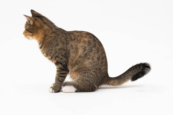 The cat sat sideways to the camera and looks straight ahead. Ready to see whats going on. Cats ears sticking out. Side view of a seated cat. — Stock Photo, Image