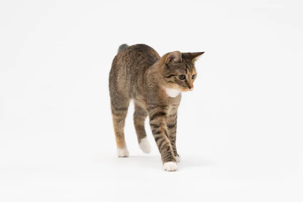 Cat está andando sobre um fundo branco. A gata multirracial. O gato fêmea jovem caminha em frente e tem uma cauda longa e orelhas pontiagudas. — Fotografia de Stock