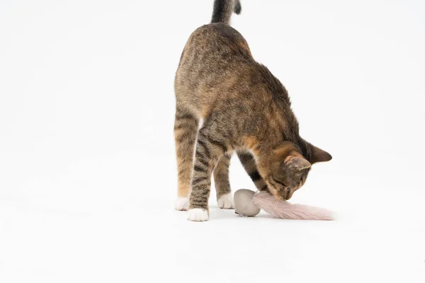 O gato cheira seu brinquedo favorito e verifica se é para ela. O gato tem uma cauda longa e orelhas pontiagudas. — Fotografia de Stock