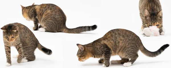 Flera katt positioner när du går fritt och spela och sniffa på en vit bakgrund. Hon-katt multiracial. Den unga honkatten har lång svans och spetsiga öron. Panoramaram. — Stockfoto