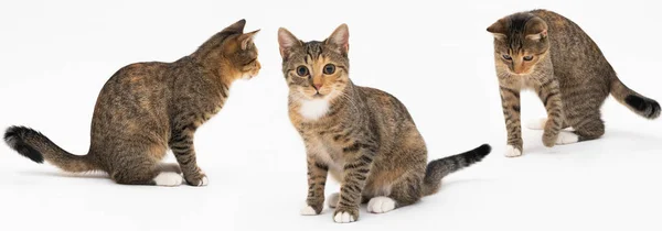 Flera katt positioner när du går fritt och spela och sniffa på en vit bakgrund. Hon-katt multiracial. Den unga honkatten har lång svans och spetsiga öron. Panoramaram. — Stockfoto