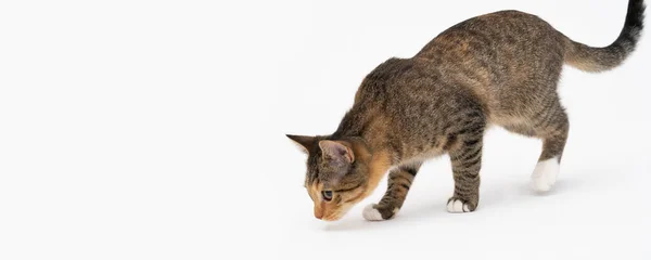 Die Katze roch einen neuen Geruch und beschloss, ihn gründlich zu riechen, um sich gut daran zu erinnern. Die Katze fühlte sich zu ihren Lieblingsleckereien geführt. Panoramarahmen. — Stockfoto