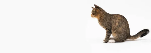 O gato sentou-se de lado para a câmera e olha em frente. Pronto para ver o que se passa. As orelhas dos gatos sobressaem. Vista lateral de um gato sentado. Moldura panorâmica. — Fotografia de Stock