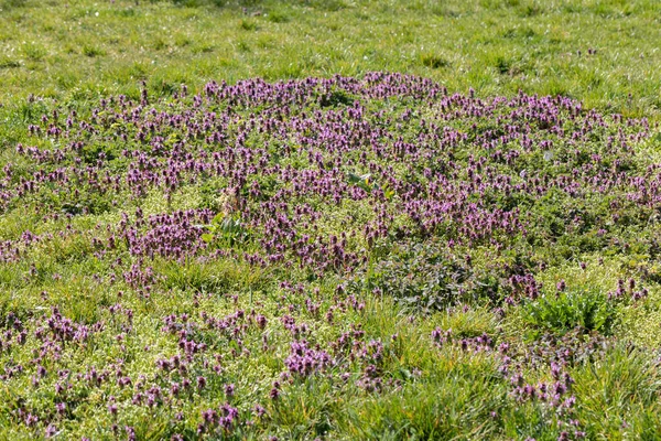 Die Blütezeit des Krautes heißt Thymian. Winzige lila Blüten. Grüne herzförmige Blätter mit gezackten Kanten. — Stockfoto