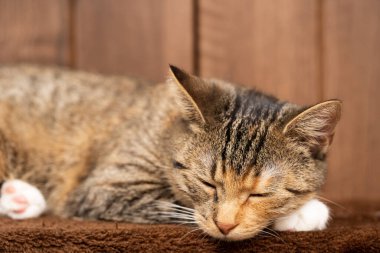 Küçük bir kedi yavrusu uzanmış pençeleriyle battaniyesinin üzerinde uyur. Kedinin gözleri kapalı ve kulakları dışarı çıkmış..