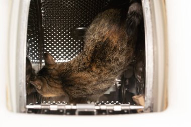 Kedi çamaşır makinesine atladı ve yeni kokular aldı. Yukarıdan bak. Kedinin dik kulakları ve kabarık uzun bıyıkları vardır..