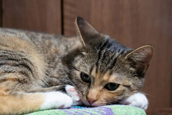 그녀 - 고양이는 눈을 뜨고 침대에 누워 있고 어떠 한 감정도 보이지 않는다. 고양이는 곧은 귀와 돌출 된 긴 수염을 가지고 있다. — 스톡 사진