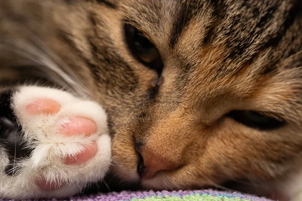 그녀 - 고양이가 잠들어 그녀의 침대에 누워서 찍은 근접 사진. 감긴 눈과 달콤 한 코와 고양이등의 발에서 나온 패드. — 스톡 사진