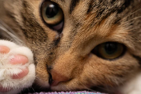 Foto close-up She-cat tergeletak di tempat tidurnya dengan mata terbuka lebar. Buka mata dan manis hidung dan bantalan dari anak kucing kaki kembali. — Stok Foto