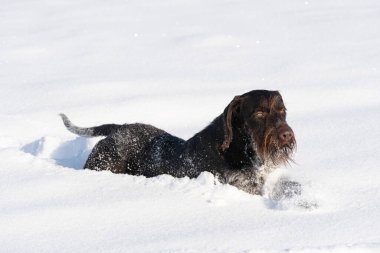 Alman Tel Saçlı Pointer - safkan ve soylu genç bir köpek derin karda yatıyor. Kış mevsimi kar ve soğuk havayla doludur..