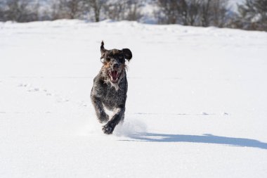 Alman telli işaretçi, derin karların içinden kameraya doğru büyük adımlarla koşar. Kış mevsimi kar ve soğuk havayla doludur. Ön görünüm.