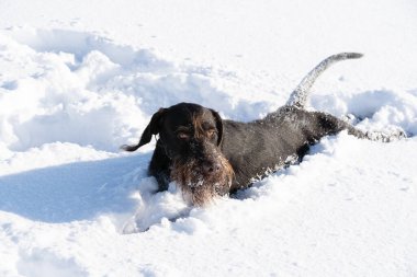 Alman Tel Saçlı Pointer - safkan ve soylu genç bir köpek derin karda yatıyor. Kış mevsimi kar ve soğuk havayla doludur..