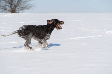 The dog jumps high in the snow. Winter walk in the fields with a crazy dog. The winter season is full of snow and frosty air. German wirehaired pointer. Side view. clipart