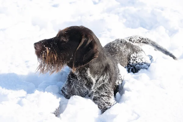 Tedesco Wirehaired Pointer - un giovane cane di razza pura con un pedigree si trova nella neve profonda. La stagione invernale è piena di neve e aria gelida. — Foto Stock