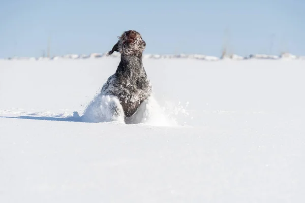 The German wirehaired pointer runs quickly in big strides through the deep snow right at the camera. The winter season is full of snow and frosty air. Front view. — Stock Photo, Image