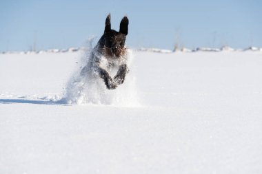 Alman telli işaretçi, derin karların içinden kameraya doğru büyük adımlarla koşar. Kış mevsimi kar ve soğuk havayla doludur. Ön görünüm.