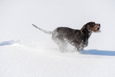 Köpek karda yükseğe zıplar. Kış, çılgın bir köpekle tarlada yürüyor. Kış mevsimi kar ve soğuk havayla doludur. Alman telli işaretçi. Yan görünüm.
