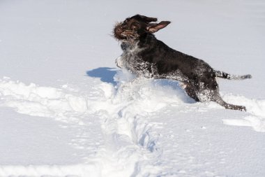 Köpek karda yükseğe zıplar. Kış, çılgın bir köpekle tarlada yürüyor. Kış mevsimi kar ve soğuk havayla doludur. Alman telli işaretçi. Yan görünüm.