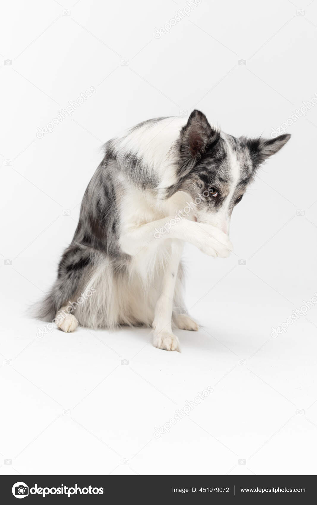 푸른 잔디밭에 새끼 사슴 퍼그 사진 – Unsplash의 무료 동물 이미지, image size:1067x1700