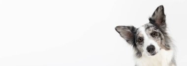 Yanlış anlaşılma işareti olarak eğik ağızlıklı bir köpeğin yakın çekimi. Kulakları kulaklarında beyaz bir arka plan olan bir Border Collie cinsi. Köpek beyaz ve siyah tonlarda renklidir ve uzun ve...